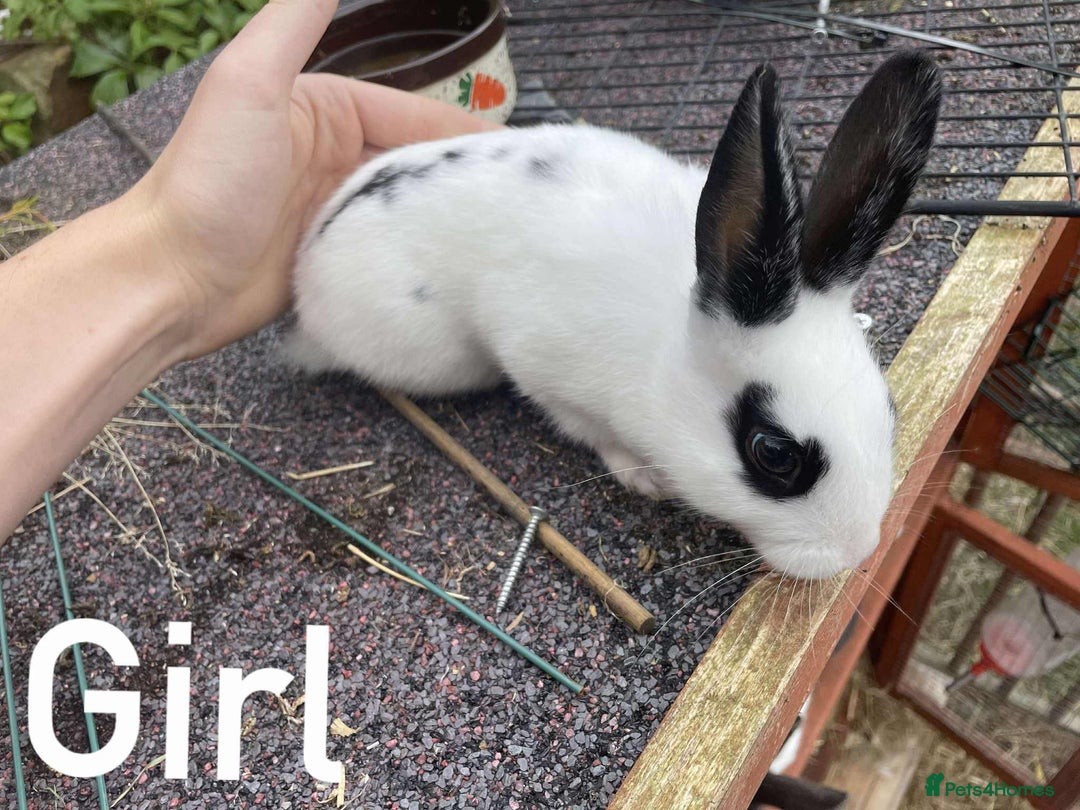 Rex rabbits for sale: Rex X Dutch Bunnies, Ready for homes now.  in Swansea - Image 1
