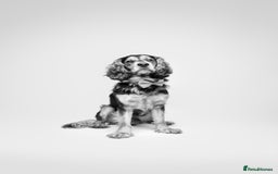 Cocker Spaniel dogs for sale: Rocky - 4.5 year old cocker spaniel - Image 4