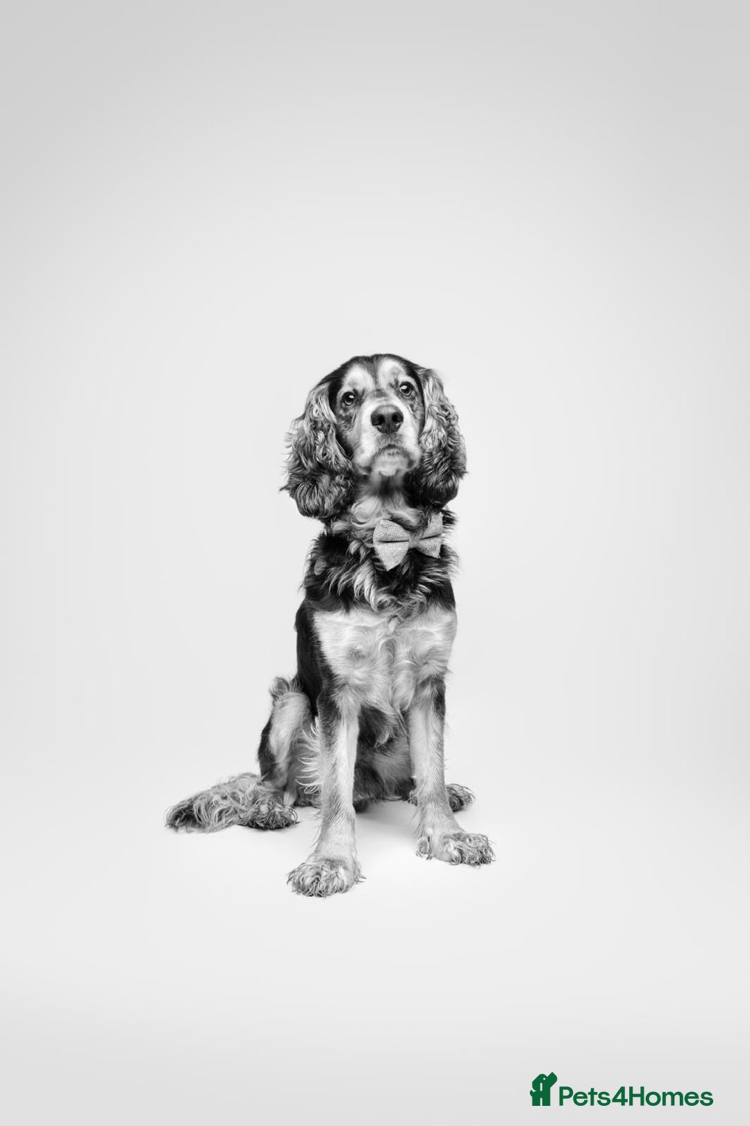 Cocker Spaniel dogs for sale: Rocky - 4.5 year old cocker spaniel - Image 4