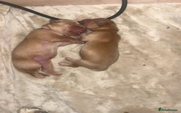 Golden Retriever dogs for sale: Pure bred Golden Retriever puppies - Image 15