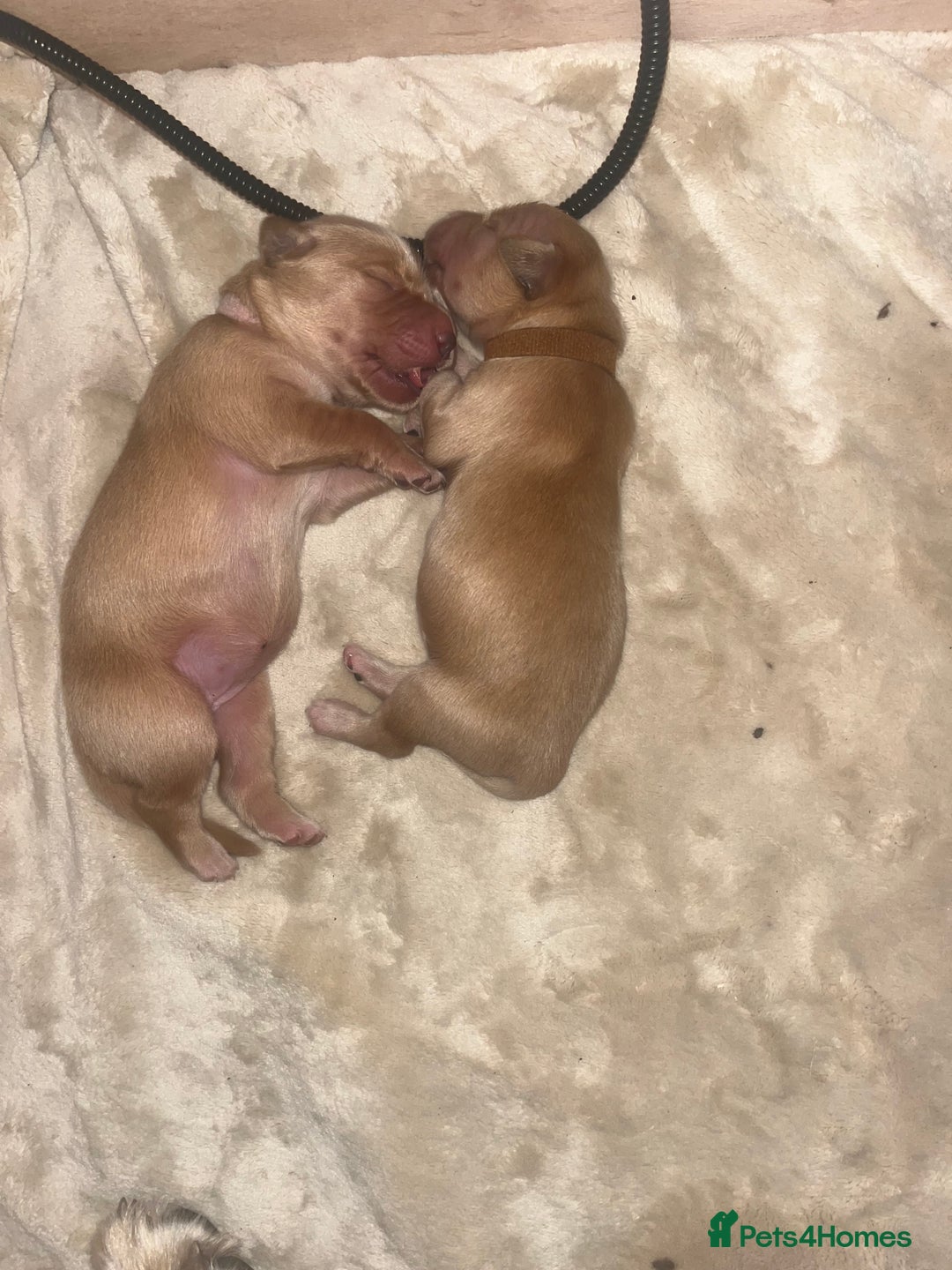 Golden Retriever dogs for sale: Pure bred Golden Retriever puppies - Image 15