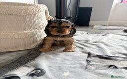 Cocker Spaniel dogs for sale: Sable Cocker Spaniels  - Image 2
