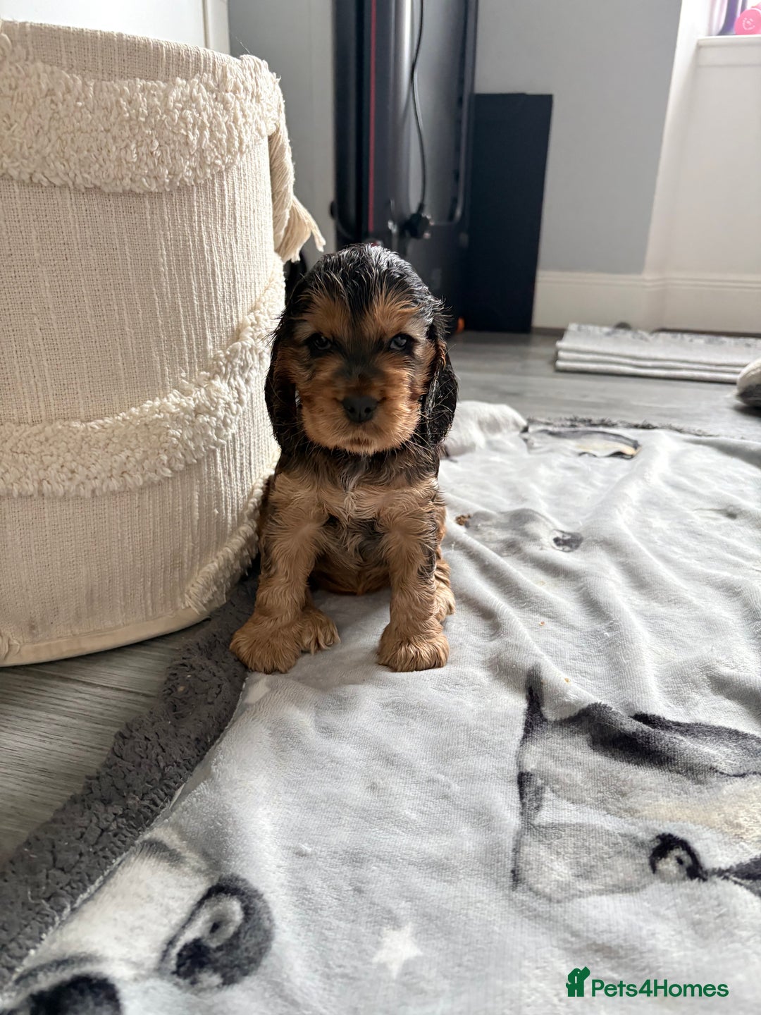 Cocker Spaniel dogs for sale: Sable Cocker Spaniels  - Image 2