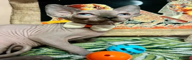 Sphynx Kitten 1