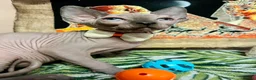 Sphynx cats for sale: Sphynx kittens✨ - Advert 8