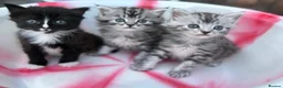Siberian cats for sale: Adorable Kittens Looking for Their Forever Homes! - Advert 12