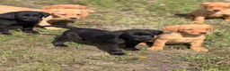 Labrador Retriever dogs for sale: 7 gorgeous kc Labrador puppies - Advert 6