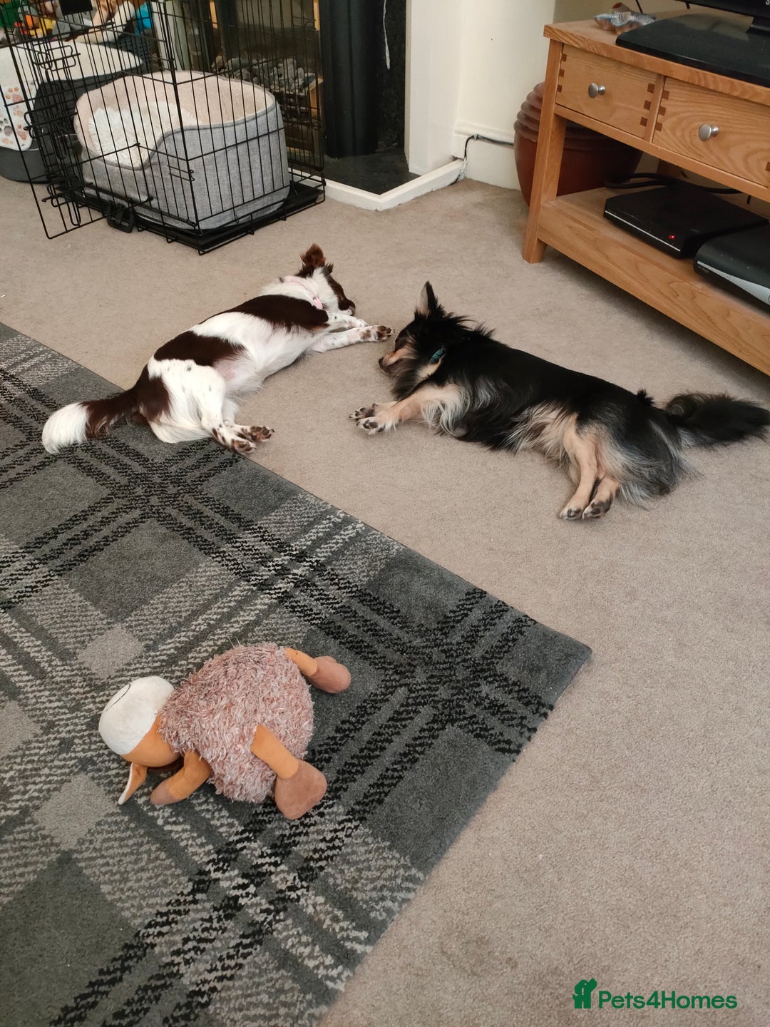 Chihuahua dogs for sale: Chihuahua puppies for sale - Advert 15