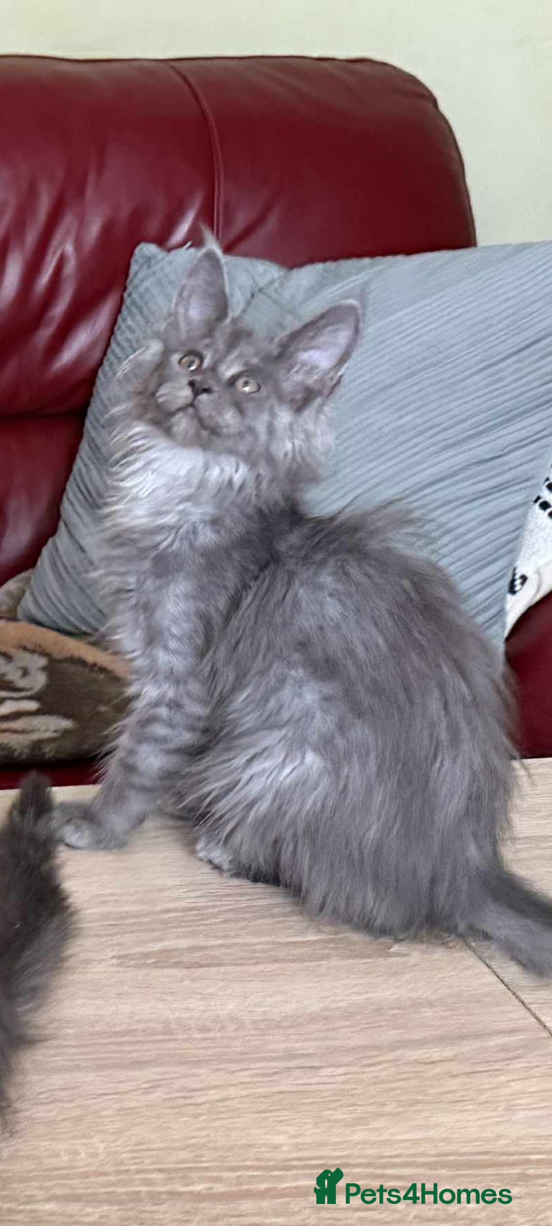 Maine Coon cats for sale: Maine Coon kittens registered with GCCF - Image 1