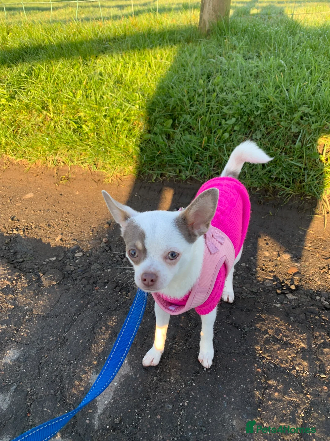 Chihuahua dogs for sale: Young bright chihuahua  - Advert 1