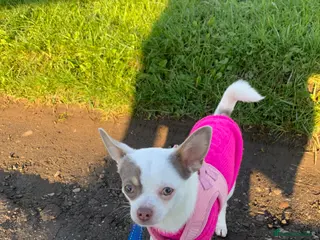 Chihuahua dogs Young bright chihuahua - Advert 1