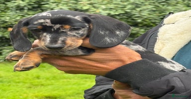 Miniature Dachshund dogs - Advert 10