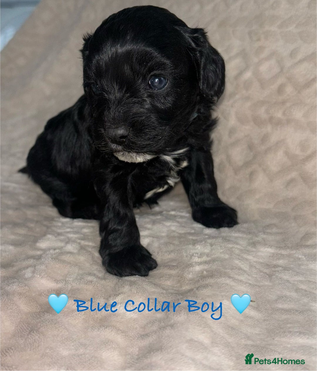 Cavapoo dogs for sale: Beautiful F1 Cavapoo Puppies  - Image 18