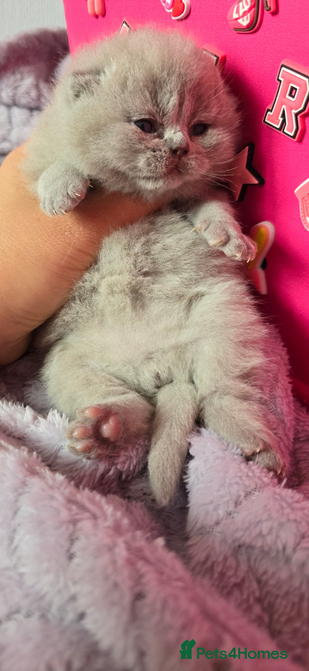 British Shorthair cats for sale: 2 LILAC BOYS CHUBBY BEAUTIES - Image 7