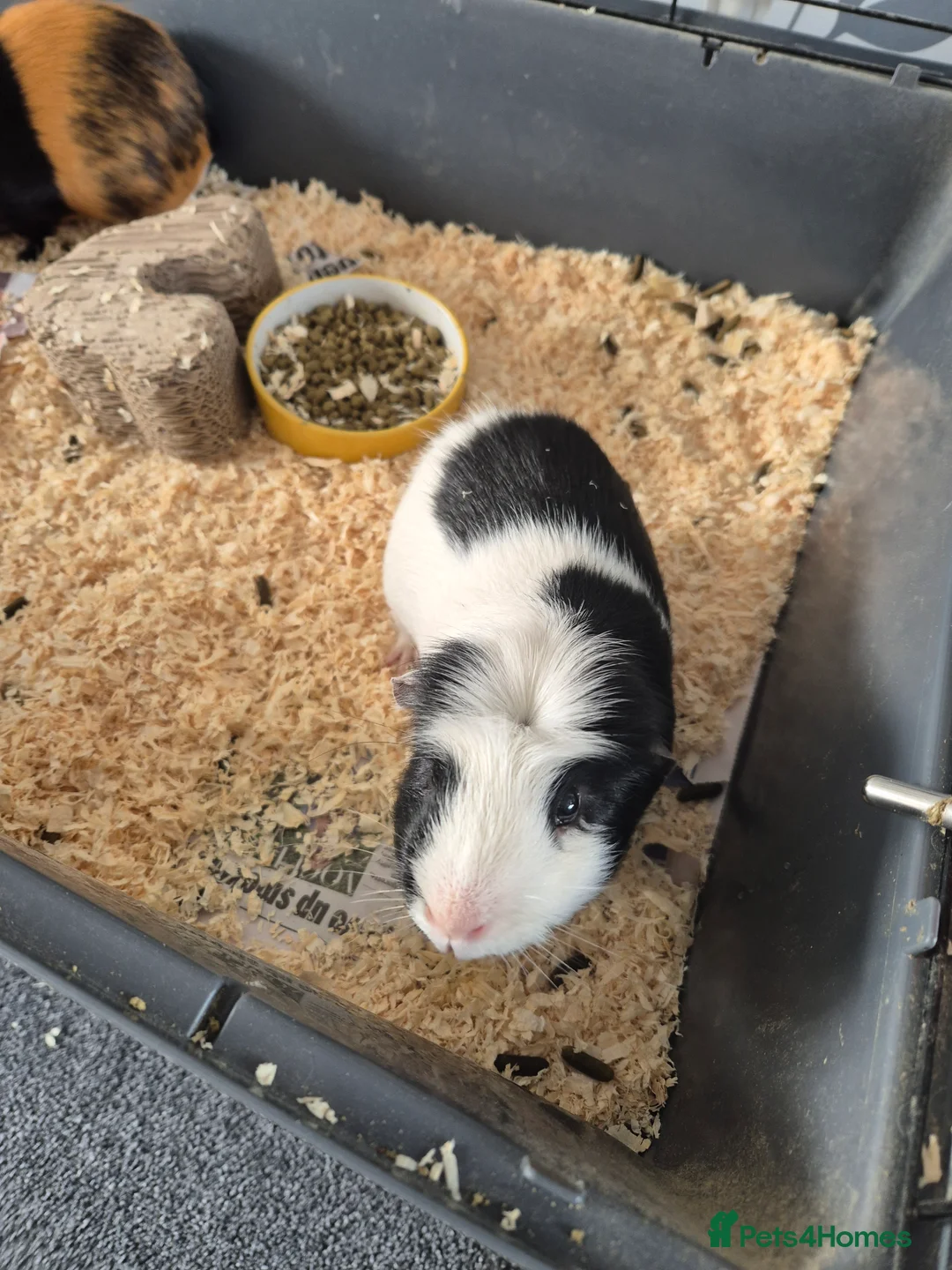 Guinea Pig rodents for sale: 2 male guinea pigs - Advert 4