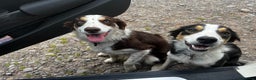 Border Collie dogs for sale: Border Collie Bitch Pups - Advert 13