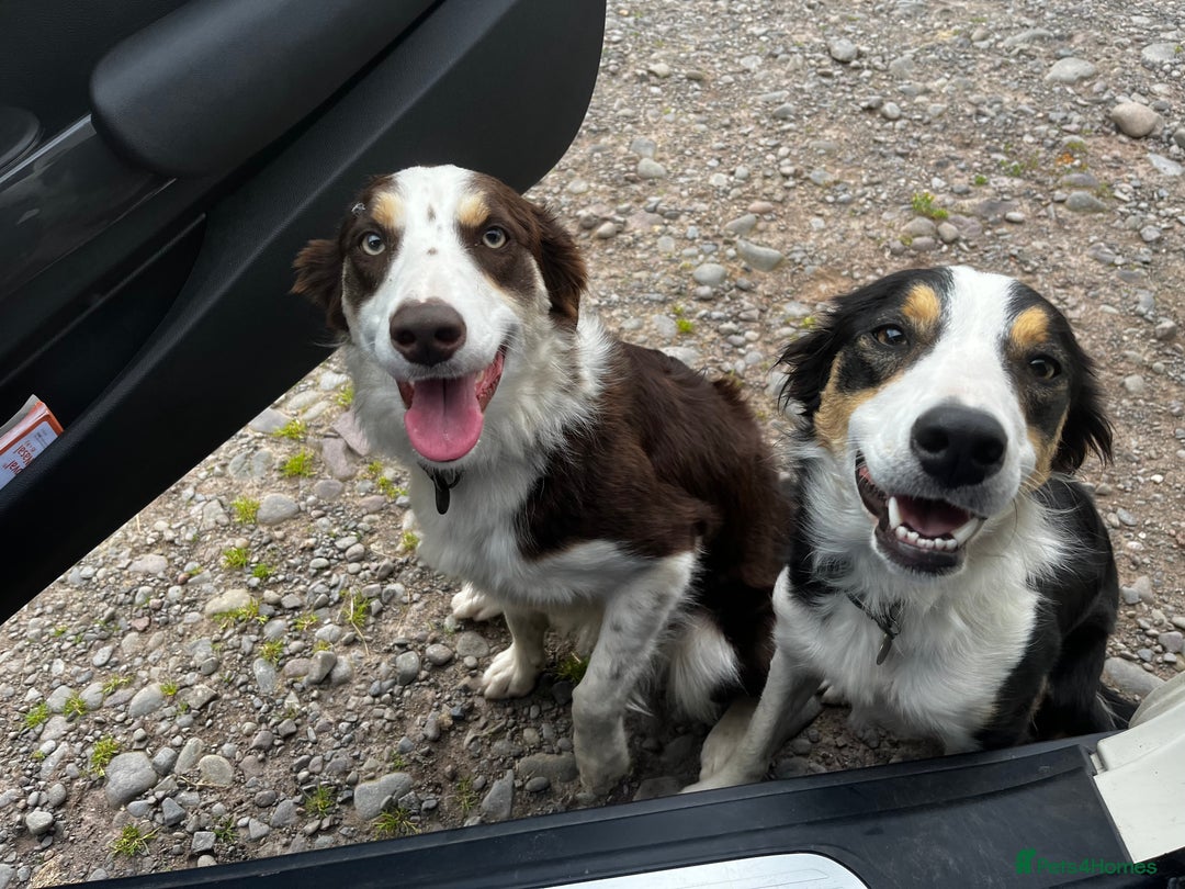 Border Collie dogs for sale: Border Collie Bitch Pups - Advert 13