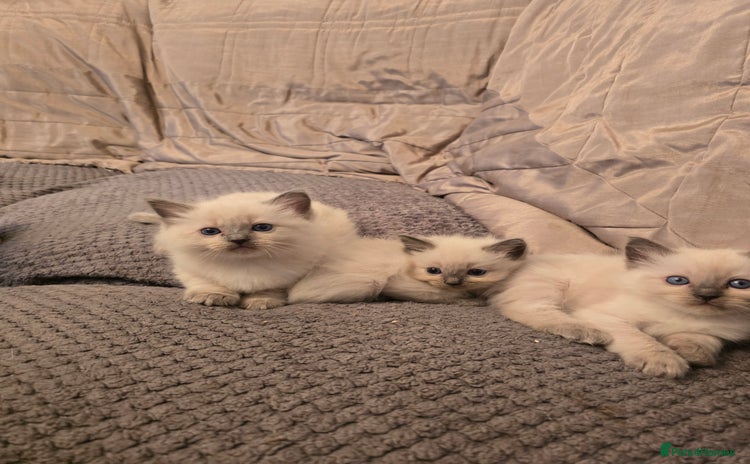 Ragdoll cats - Advert 13