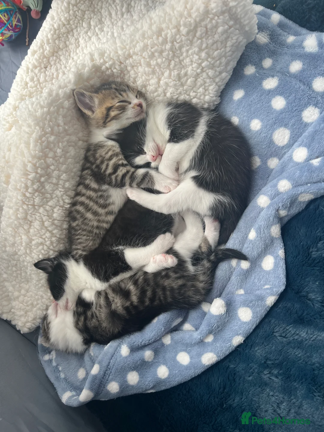 Mixed Breed cats for sale: Two black and white and three tabby cat  in Telford - Advert 2