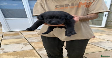 Labrador Retriever dogs - Advert 2