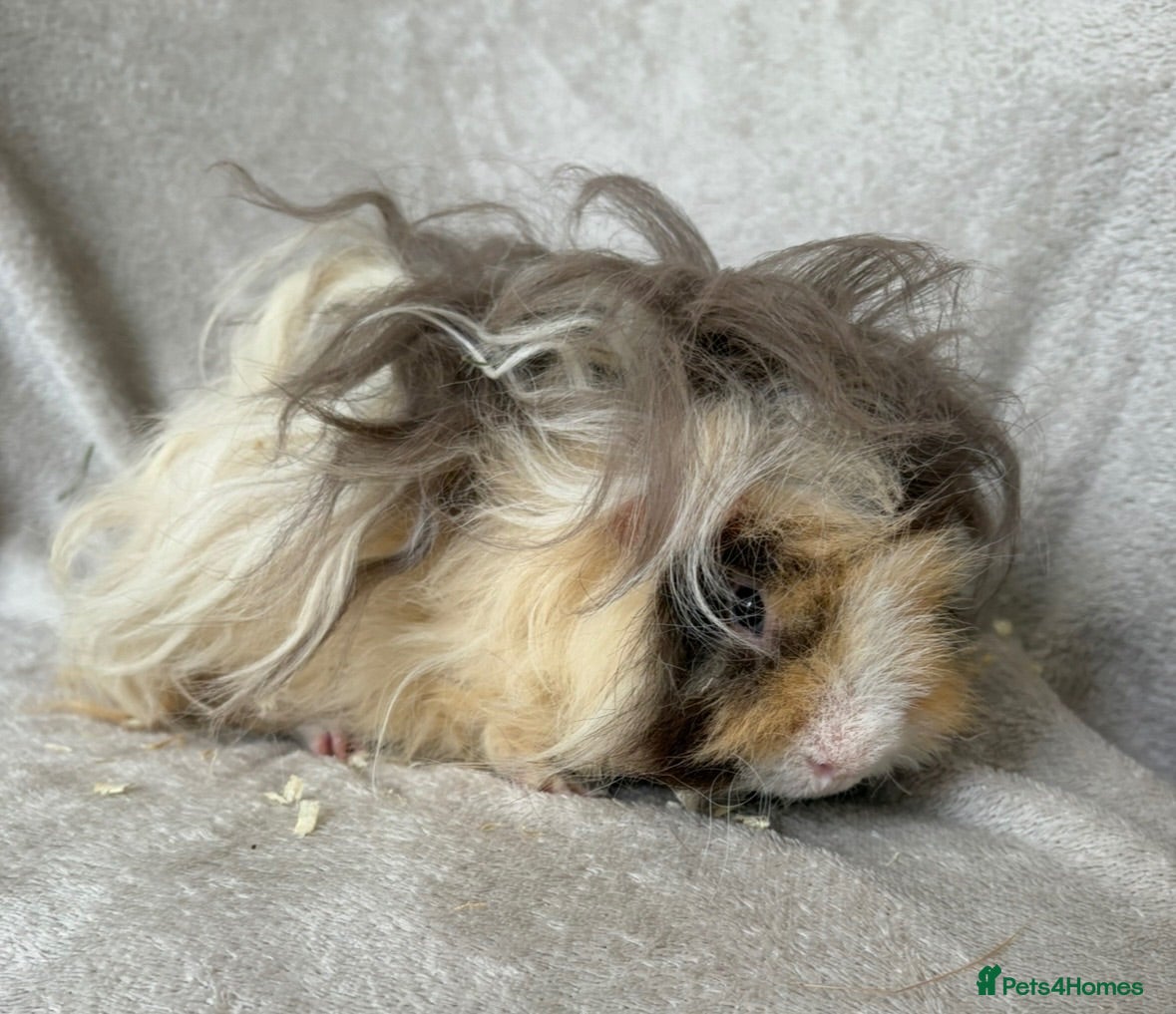 Guinea Pig rodents Young Lunkarya boar - Advert 1