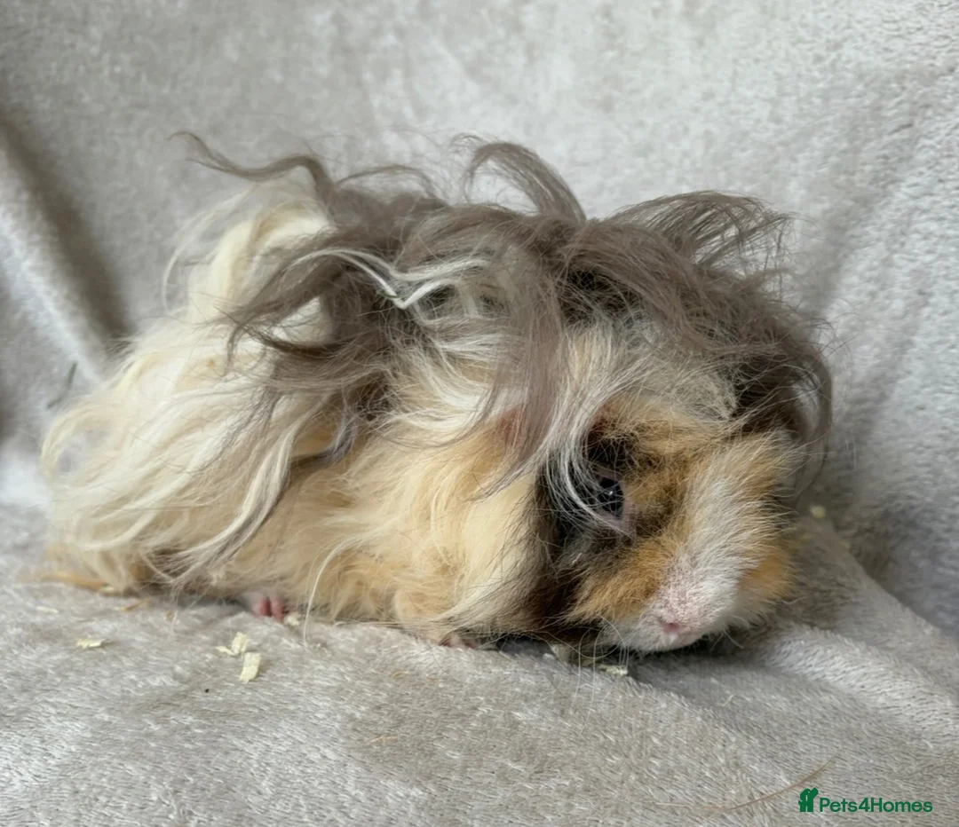 Guinea Pig rodents for sale: Young Lunkarya boar - Advert 1