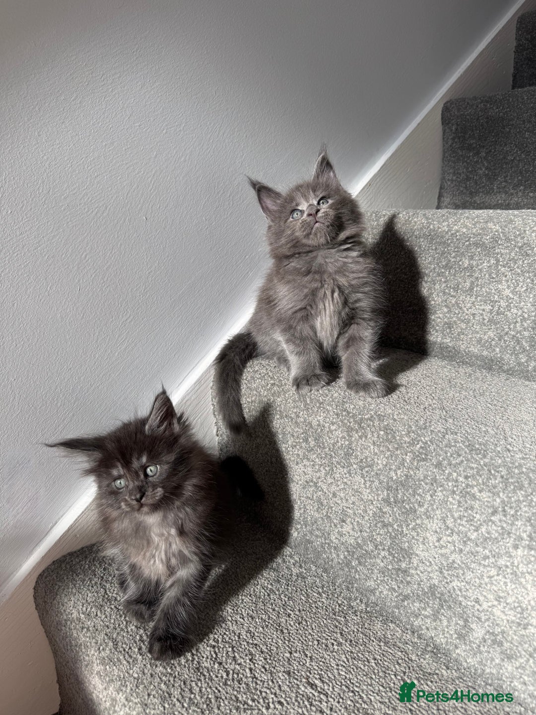 Maine Coon cats for sale: Pedigree Maine Coon Kittens – Blues & Smokes - Advert 29