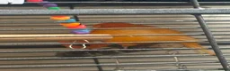 Canaries birds for sale: 3 Gorgeous Bright Orange Canaries  in Sunderland - Advert 5