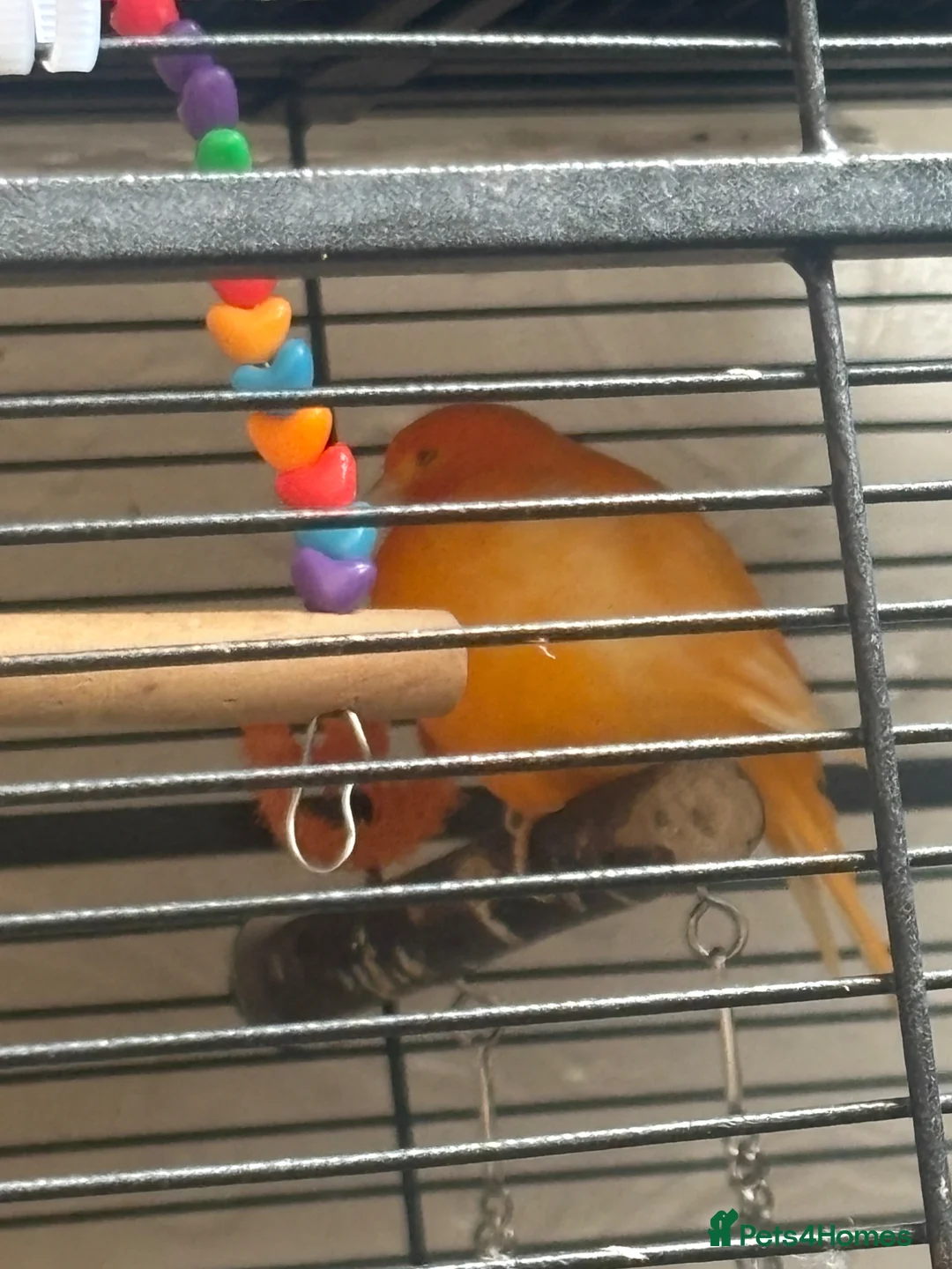 Canaries birds for sale: 3 Gorgeous Bright Orange Canaries  in Sunderland - Advert 5
