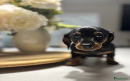 Miniature Dachshund dogs for sale: Miniature Dachshunds  - Image 8