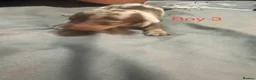Miniature Dachshund dogs for sale: Miniature daschund puppies - Advert 10