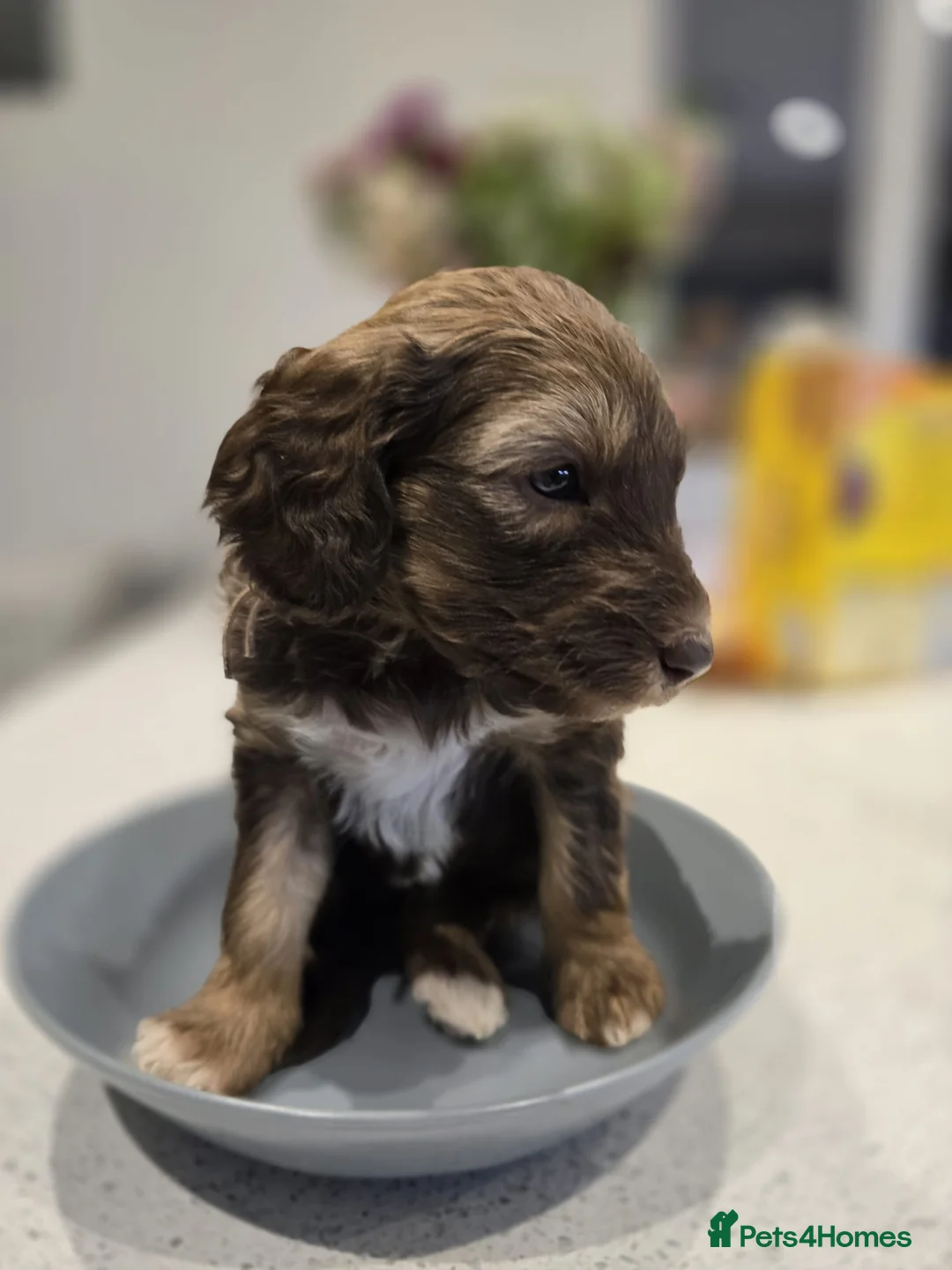 Sheepadoodle dogs for sale: Stunning sheepadoodle's - Advert 15