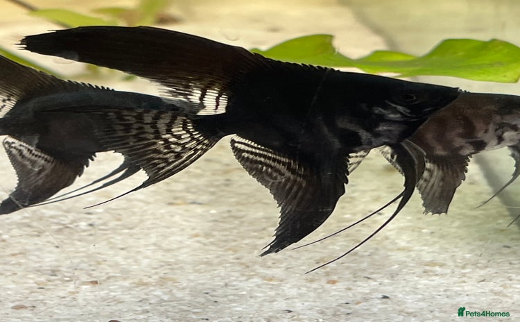 Angelfish fish - Advert 1