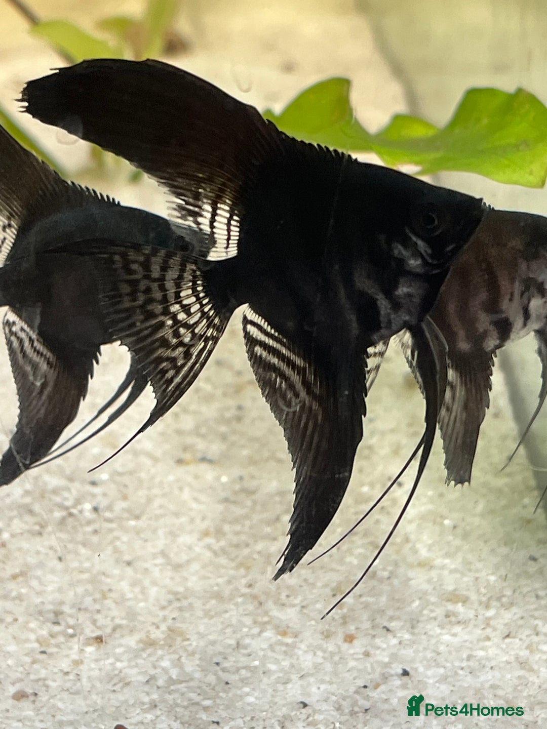 Angelfish fish for sale: Black long wide fin ghost pinoys.  - Image 1
