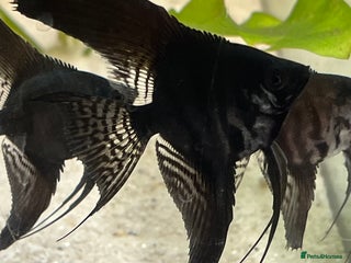 Angelfish fish - Advert 4