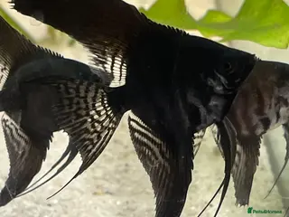 Angelfish fish Black long wide fin ghost pinoys. - Advert 7