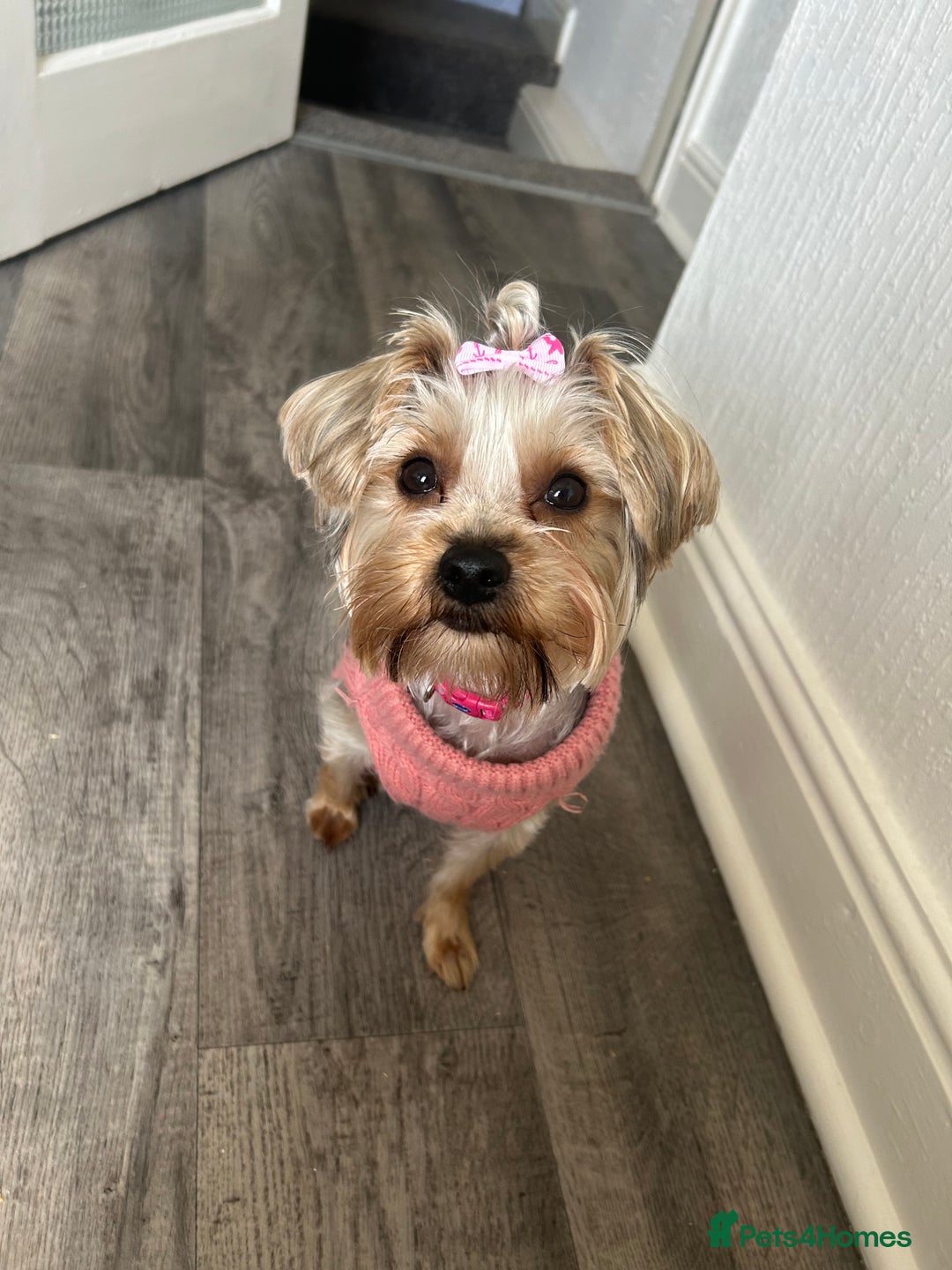 Yorkshire Terrier dogs for sale: Yorkshire Terrier, Female - Full Sized - 1yr old  - Advert 16