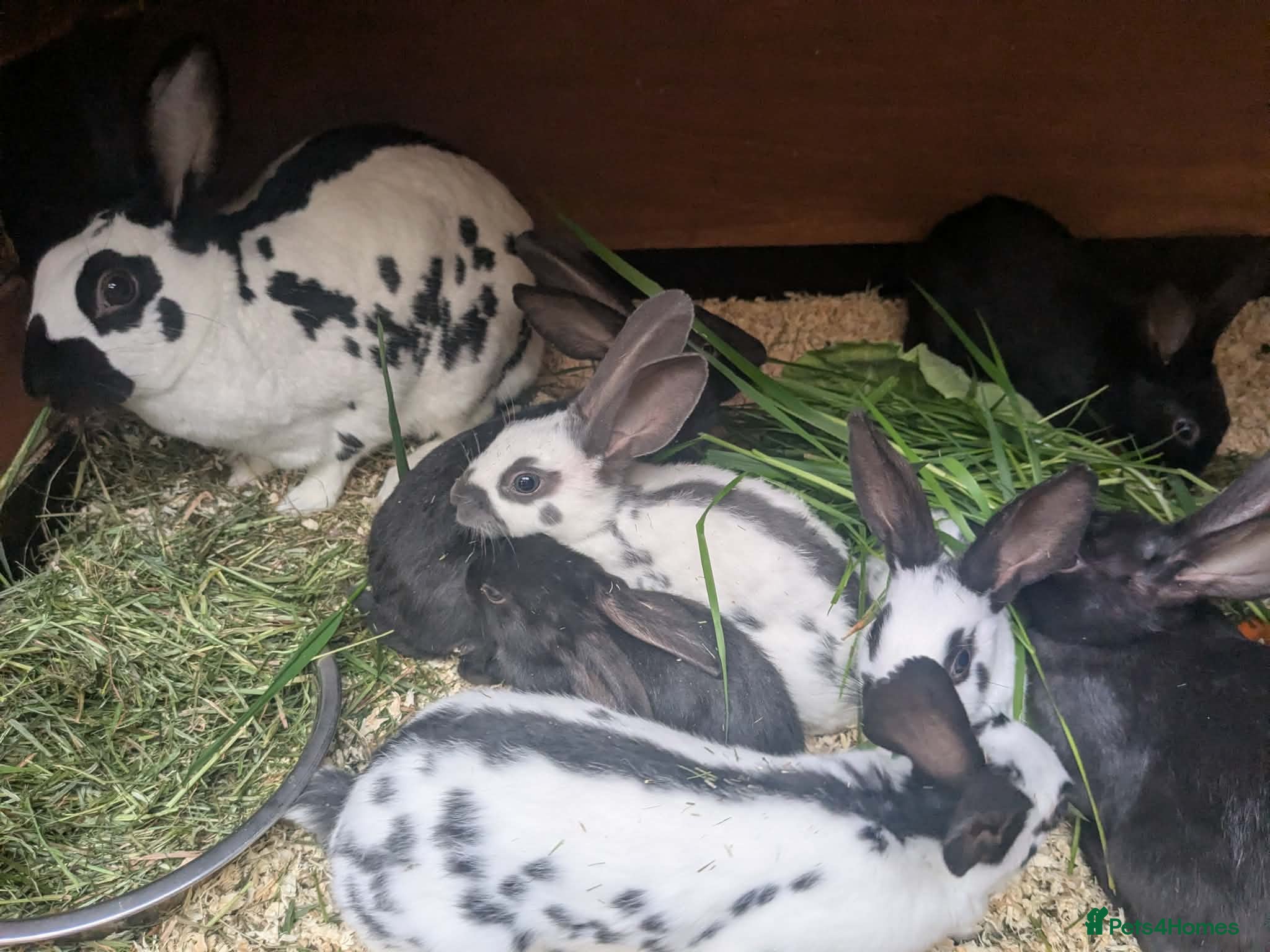 English rabbits Hand reared baby English rabbits - ready soon! - Advert 2