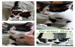 Mixed Breed cats for sale: ⭐ Gorgeous playful kittens ⭐  - Image 2