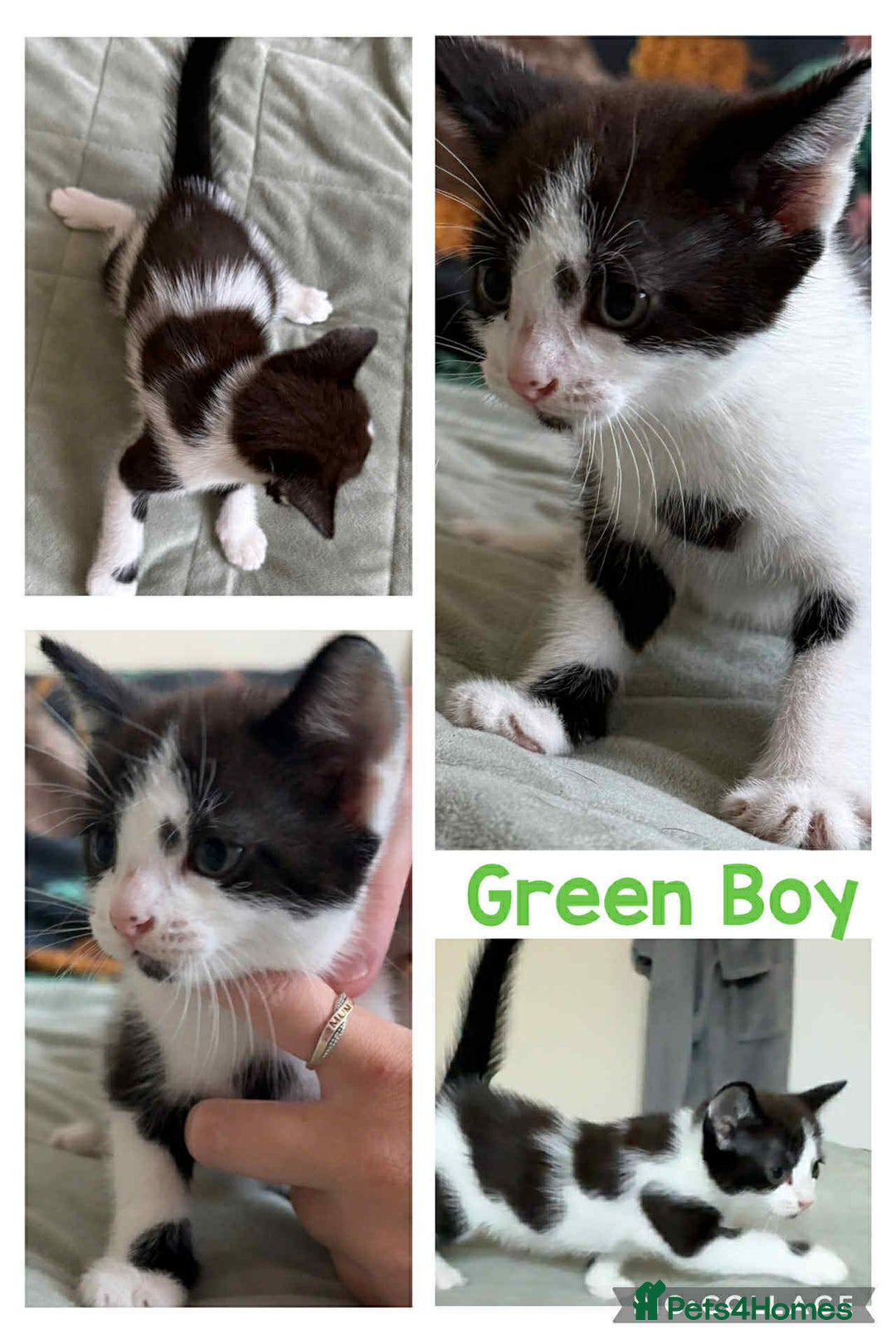 Mixed Breed cats for sale: ⭐ Gorgeous playful kittens ⭐  - Image 2