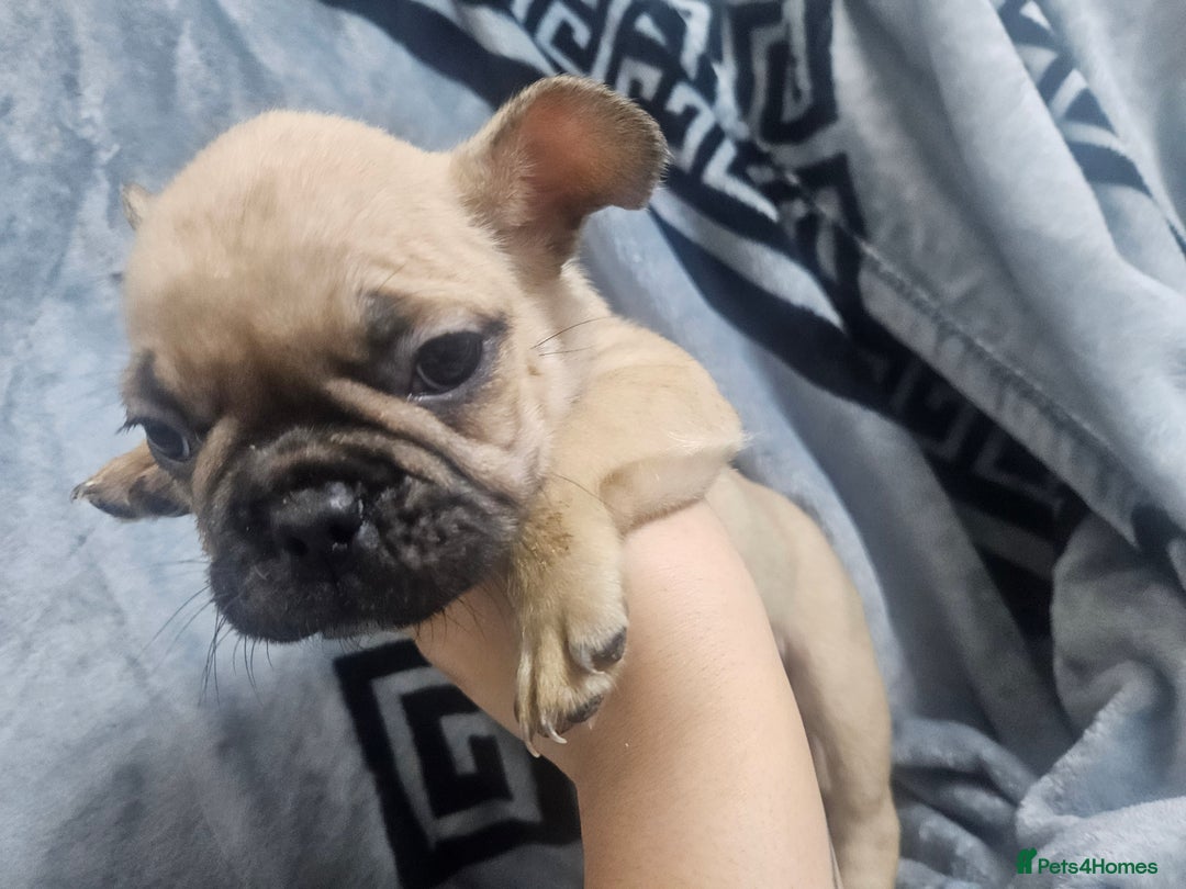 French Bulldog dogs for sale:   HIGH DNA FOR THE LOW ££ BR frenchie boys - Advert 11