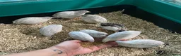 Quail poultry for sale: 5 Pairs of Adult Button Quail (pls read all info) - Advert 17