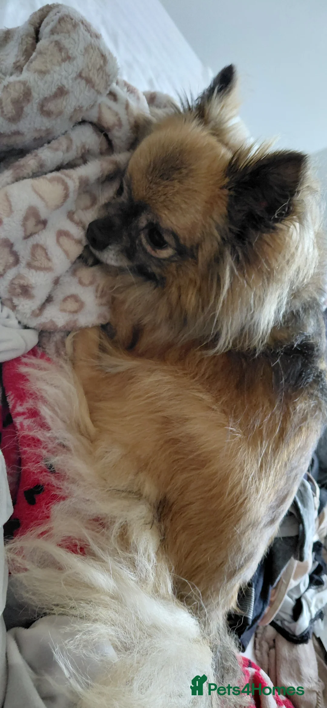 Pomeranian dogs for sale: 7 year female pomeranian  - Advert 2