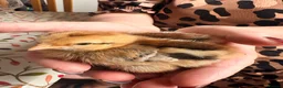 Chickens poultry for sale: Brahma,buff Orbington chick,Sebastopol Gosling and - Advert 3