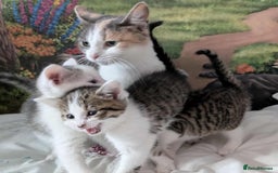 British Shorthair cats for sale: British Short Hair x Domestic Short Hair - Image 4
