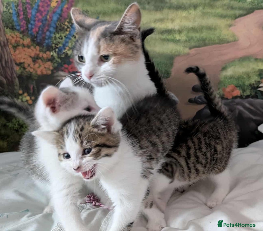 British Shorthair cats for sale: British Short Hair x Domestic Short Hair - Image 4