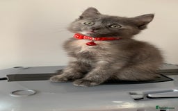 Mixed Breed cats for sale: White Gray and Ragdoll Kittens - Image 19