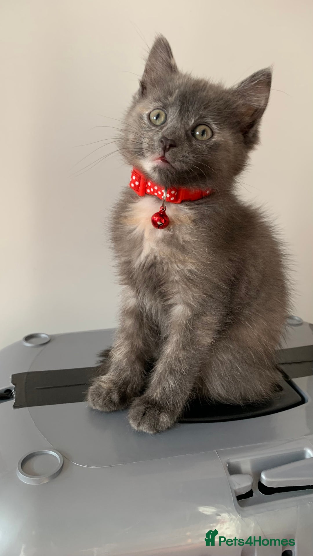 Mixed Breed cats for sale: White Gray and Ragdoll Kittens - Image 19