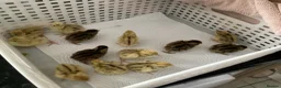 Quail poultry for sale:  28 COTURNIX QUAIL CHICKS - Advert 2