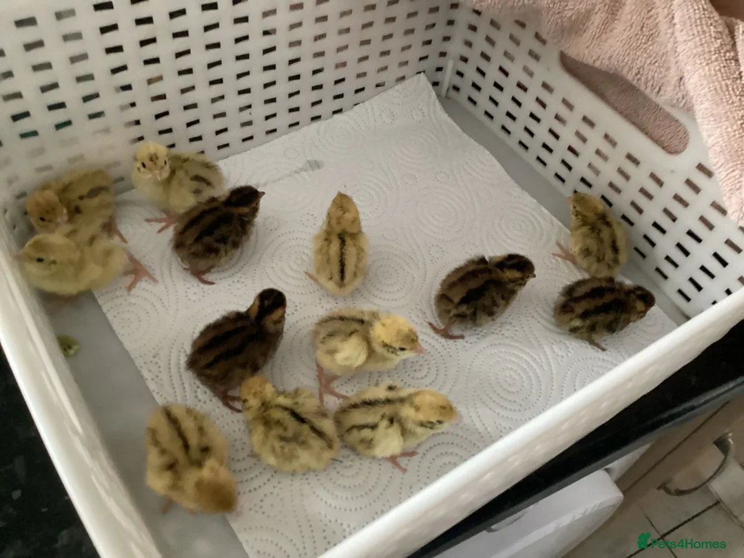 Quail poultry for sale:  28 COTURNIX QUAIL CHICKS - Advert 2